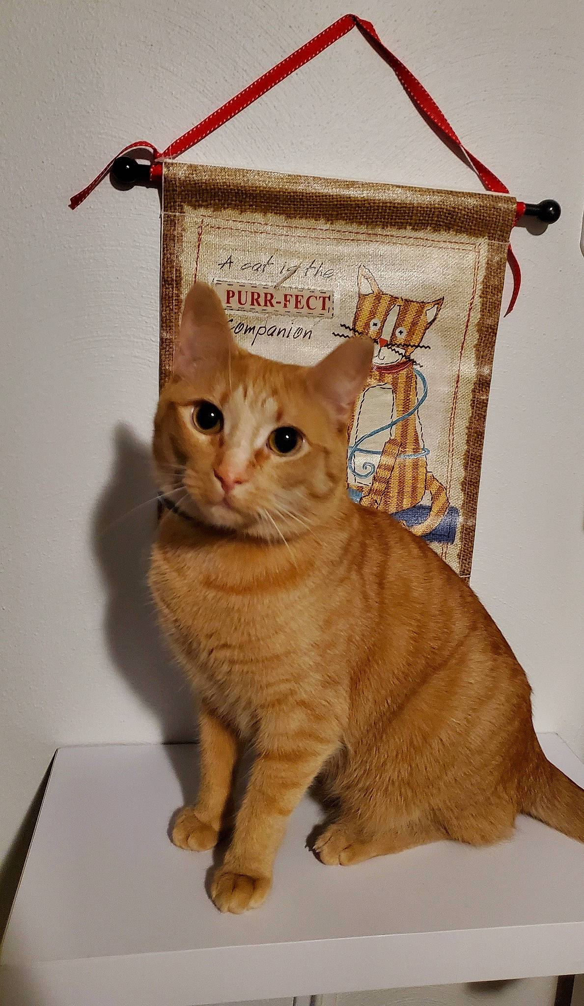 Benson joined the competition — help win amazing prizes! art, carnivore, cat, claw, domestic_short_haired_cat, fawn, felidae, fur, paw, peach, pet_supply, rectangle, small_to_medium_sized_cats, snout, tail, terrestrial_animal, whiskers, wildlife, window, wood