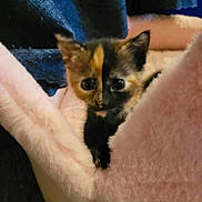 Annabelle is registered to the contest to win money with this photo: animal, black_fur, calico, cat, close_up, cozy, cute, ears, eyes, face, fur, indoors, kitten, orange_fur, pet, pink_blanket, portrait, soft, tortoiseshell, whiskers