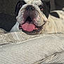 Oreo joined the competition — help win amazing prizes! dog, bulldog, pet, tongue_out, closeup, indoor, couch, blanket, relaxed, happy, animal, face, fur, black_and_white, snout, ears, home, comfort, domestic, mammal