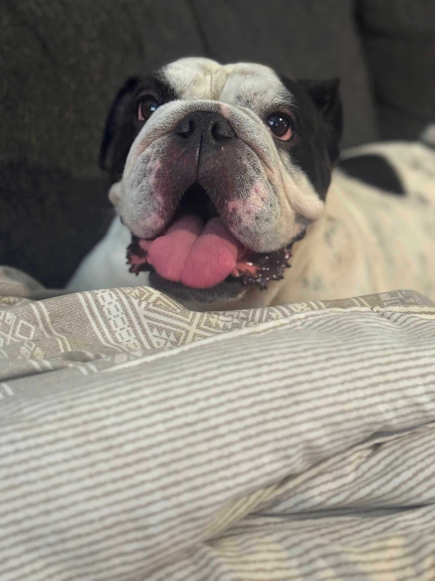 Oreo joined the competition — help win amazing prizes! dog, bulldog, pet, tongue_out, closeup, indoor, couch, blanket, relaxed, happy, animal, face, fur, black_and_white, snout, ears, home, comfort, domestic, mammal