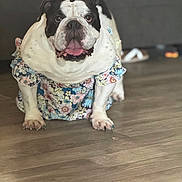 Oreo joined the competition — help win amazing prizes! bulldog, dog, pet, animal, floral_dress, clothing, tongue_out, floor, wooden_floor, indoor, blurred_background, cute, playful, portrait, standing, black_and_white, fur, ears, face, expression