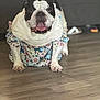 bulldog, dog, pet, animal, floral_dress, clothing, tongue_out, floor, wooden_floor, indoor, blurred_background, cute, playful, portrait, standing, black_and_white, fur, ears, face, expression