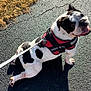 bulldog, dog, pet, leash, harness, asphalt, outdoor, sunlight, grass, black_and_white, sitting, canine, animal, walking, playful, cute, companion, summer, nature, paw