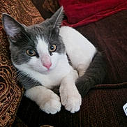 Dora joined the competition — help win amazing prizes! abyssinian, animal, architecture, armchair, building, cat, chair, couch, cushion, furniture, hardwood, homedecor, indoors, kitten, livingroom, manx, pet, room, siamese, wood