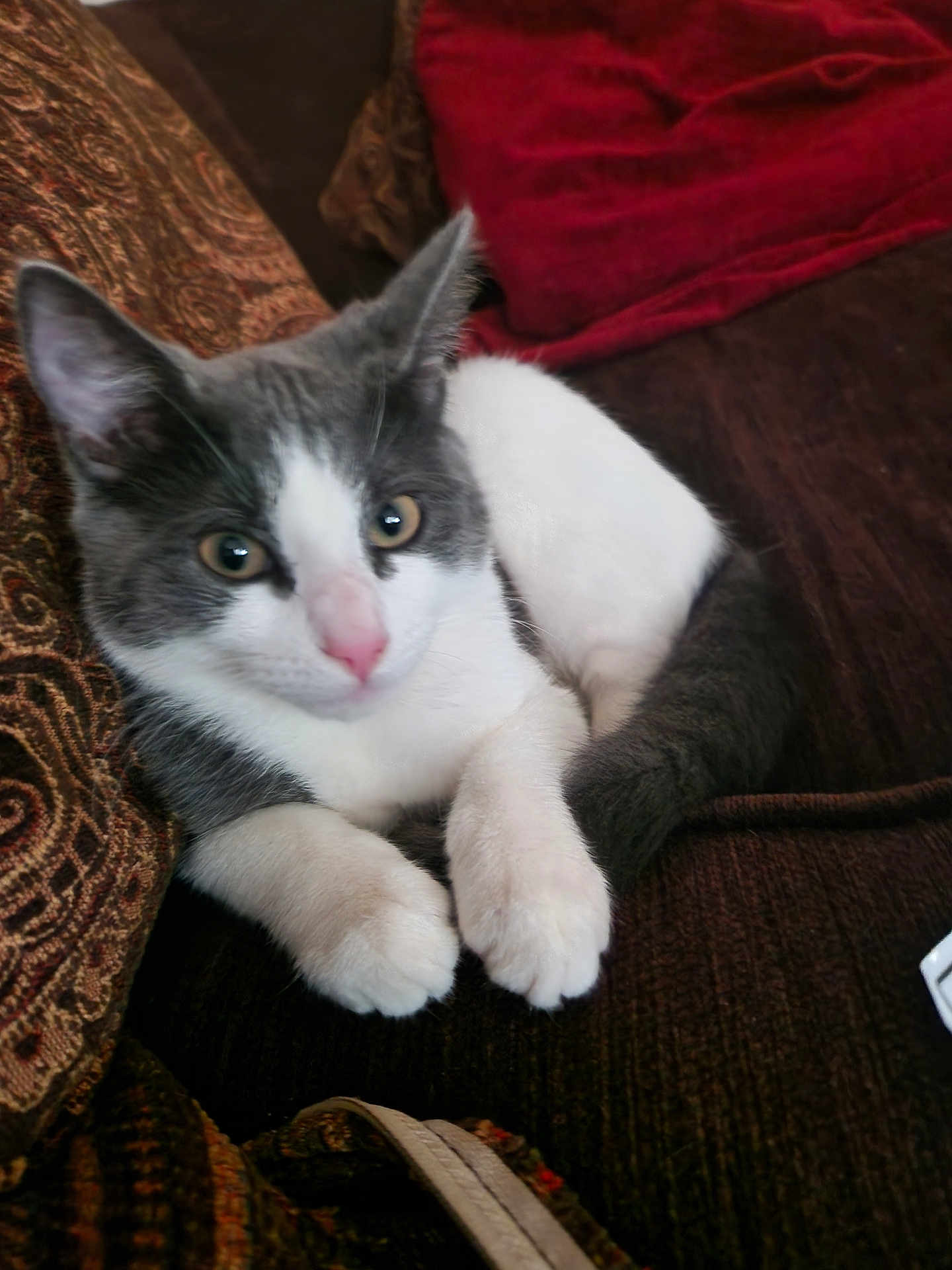 Dora