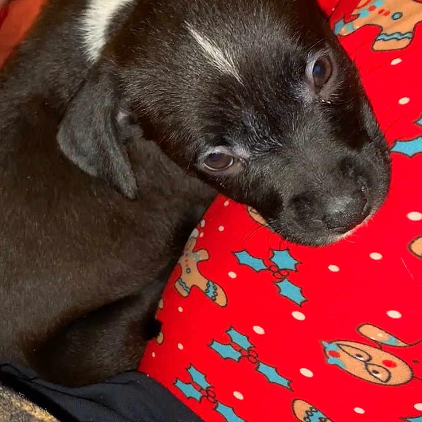 Nova is registered to the contest to win money with this photo: animal, black_dog, close_up, companion, cozy, cute, dog, festive, gingerbread_men, holly, indoors, pet, puppy, red_pajamas, resting, sleepy, snuggle, soft, warm, white_patch