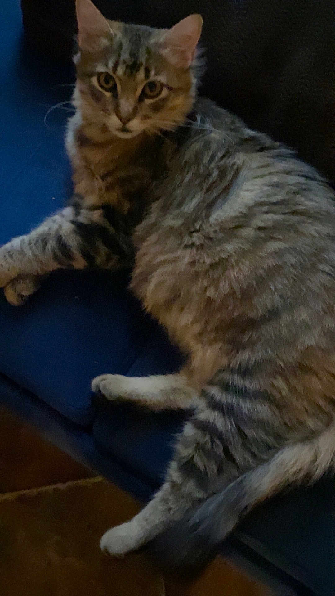 Simba Ray