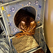 Simba Ray joined the competition — help win amazing prizes! animal, cat, cat_house, comfort, constellation, cozy, cute, fabric, feline, floor, fur, home, indoor, paws, pet, planet, relaxed, resting, space_theme, tabby