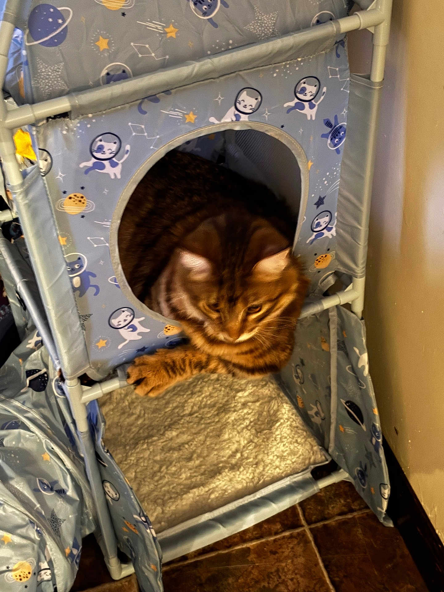 Simba Ray joined the competition — help win amazing prizes! animal, cat, cat_house, comfort, constellation, cozy, cute, fabric, feline, floor, fur, home, indoor, paws, pet, planet, relaxed, resting, space_theme, tabby