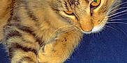 Simba Ray joined the competition — help win amazing prizes! cat, tabby, feline, pet, animal, paw, fur, striped, relaxed, indoor, closeup, whiskers, ears, orange_eyes, lying_down, blue_background, cute, domestic_animal, soft, sleepy