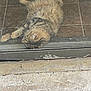 cat, tabby, fur, relaxing, lying_down, floor, tile_floor, glass_door, door_frame, indoor, resting, pet, animal, sleepy, whiskers, ears, paw, scratched_surface, dirty_glass, closeup