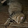 cat, tabby, stretching, floor, tile, pet, animal, feline, relaxed, sleepy, paws, fur, whiskers, indoor, cute, mammal, domestic, resting, striped, lazy