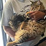 cat, person, indoor, holding, tabby_cat, furry, pet, relaxed, curious, tshirt, human_hand, blurred, cozy, animal, domestic, fur, tail, arm, casual, home