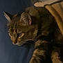 cat, tabby, pet, animal, feline, stretching, blanket, blue_background, indoor, cozy, fur, whiskers, ears, paw, resting, cute, domestic, sleepy, relaxed, closeup