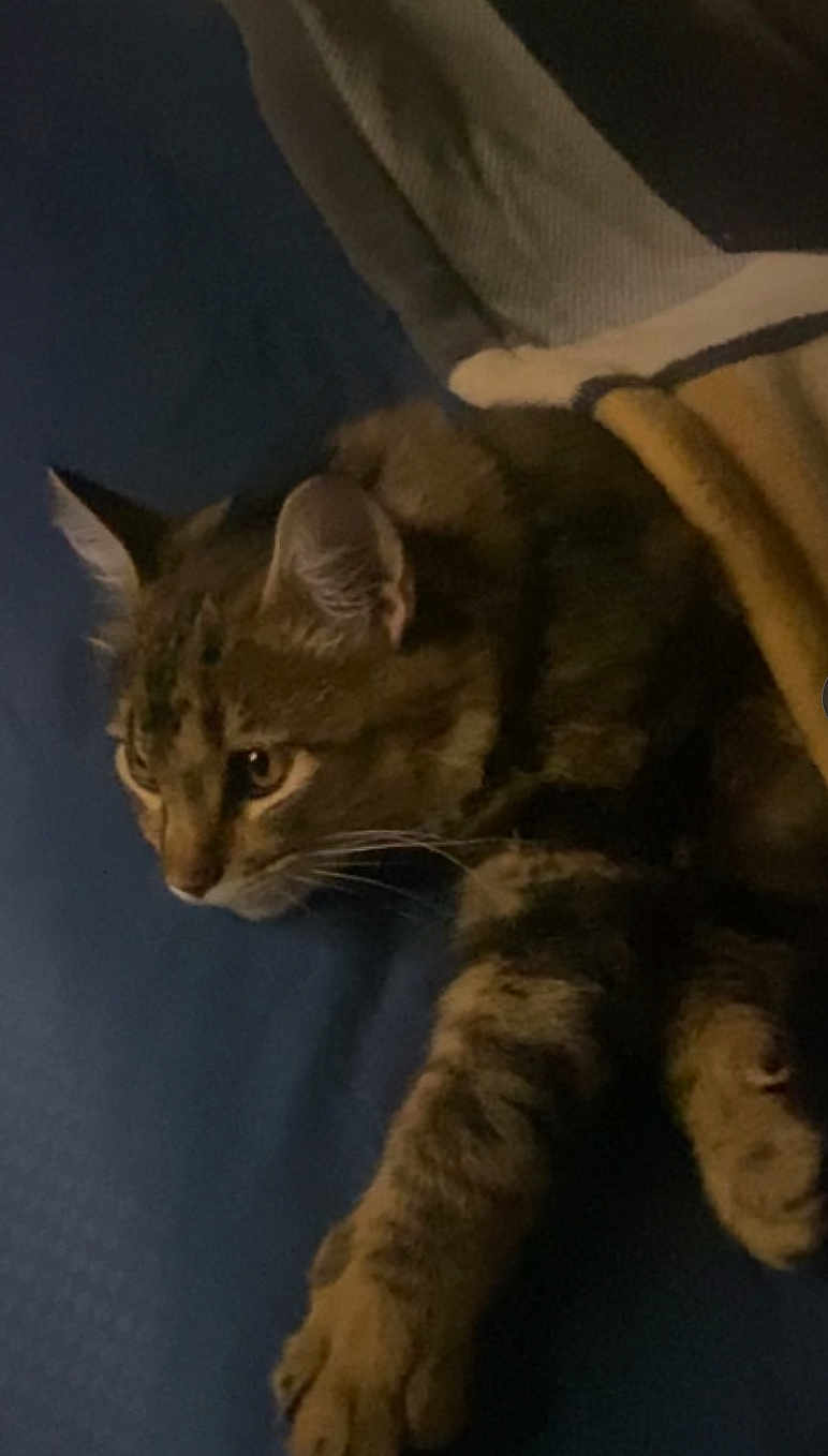 Simba Ray