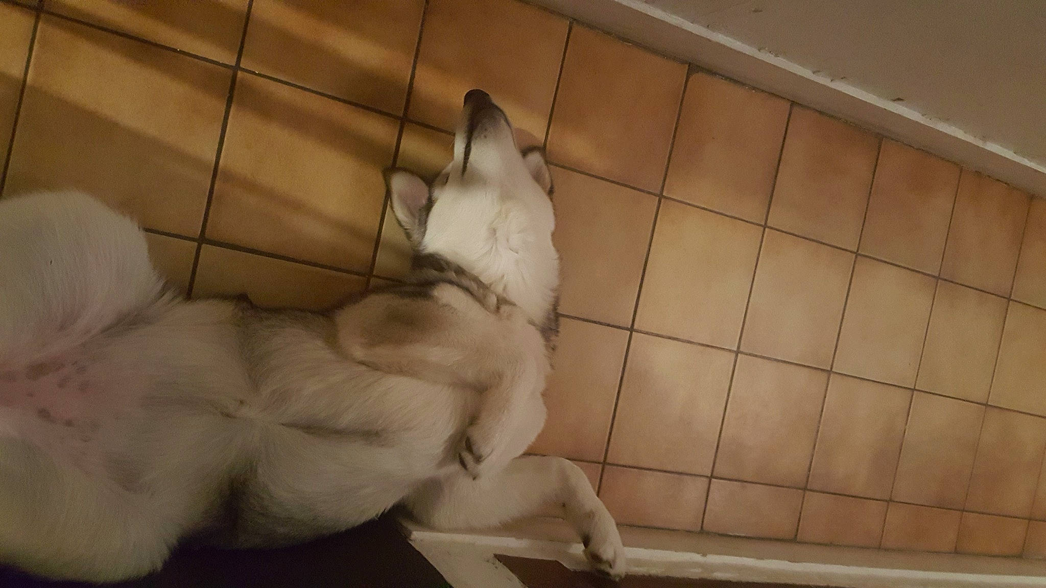 Pandora participe au concours pour gagner de l'argent avec cette photo : canidae, carnivore, companion_dog, dog, dog_breed, fawn, mammal, non_sporting_group, paw, sporting_group, tail, tile