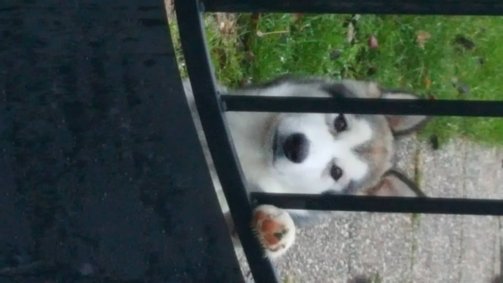 Pandora participe au concours pour gagner de l'argent avec cette photo : alaskan_malamute, animal_shelter, canidae, carnivore, dog, dog_breed, non_sporting_group, panda, pembroke_welsh_corgi, siberian_husky, snout, sporting_group, working_dog