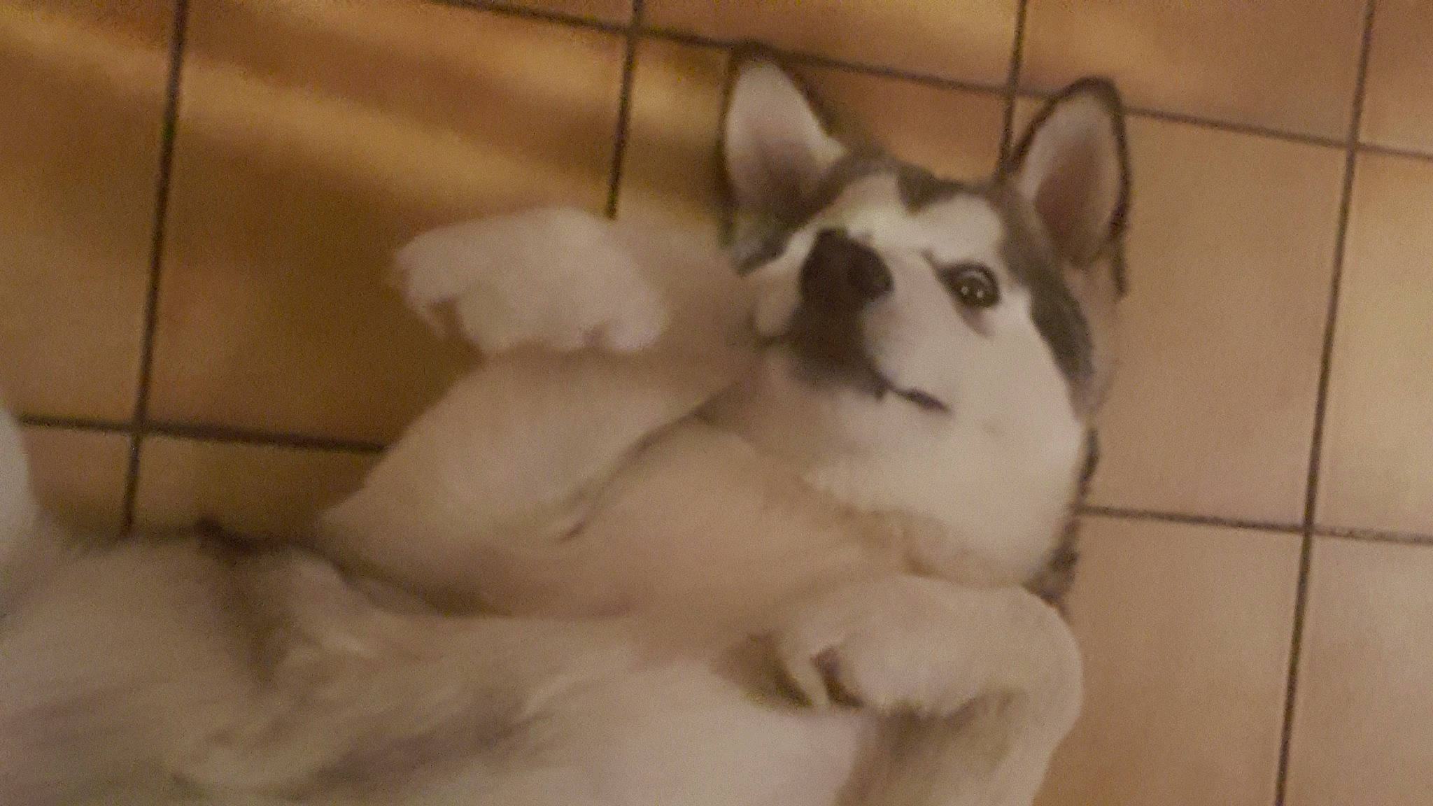 Pandora a rejoint le concours — aidez-le/la à gagner de superbes lots ! alaskan_klee_kai, alaskan_malamute, canidae, carnivore, cat, dog, dog_breed, fawn, felidae, mammal, puppy, siberian_husky, snout, sporting_group, tail, vertebrate, whiskers, wolfdog