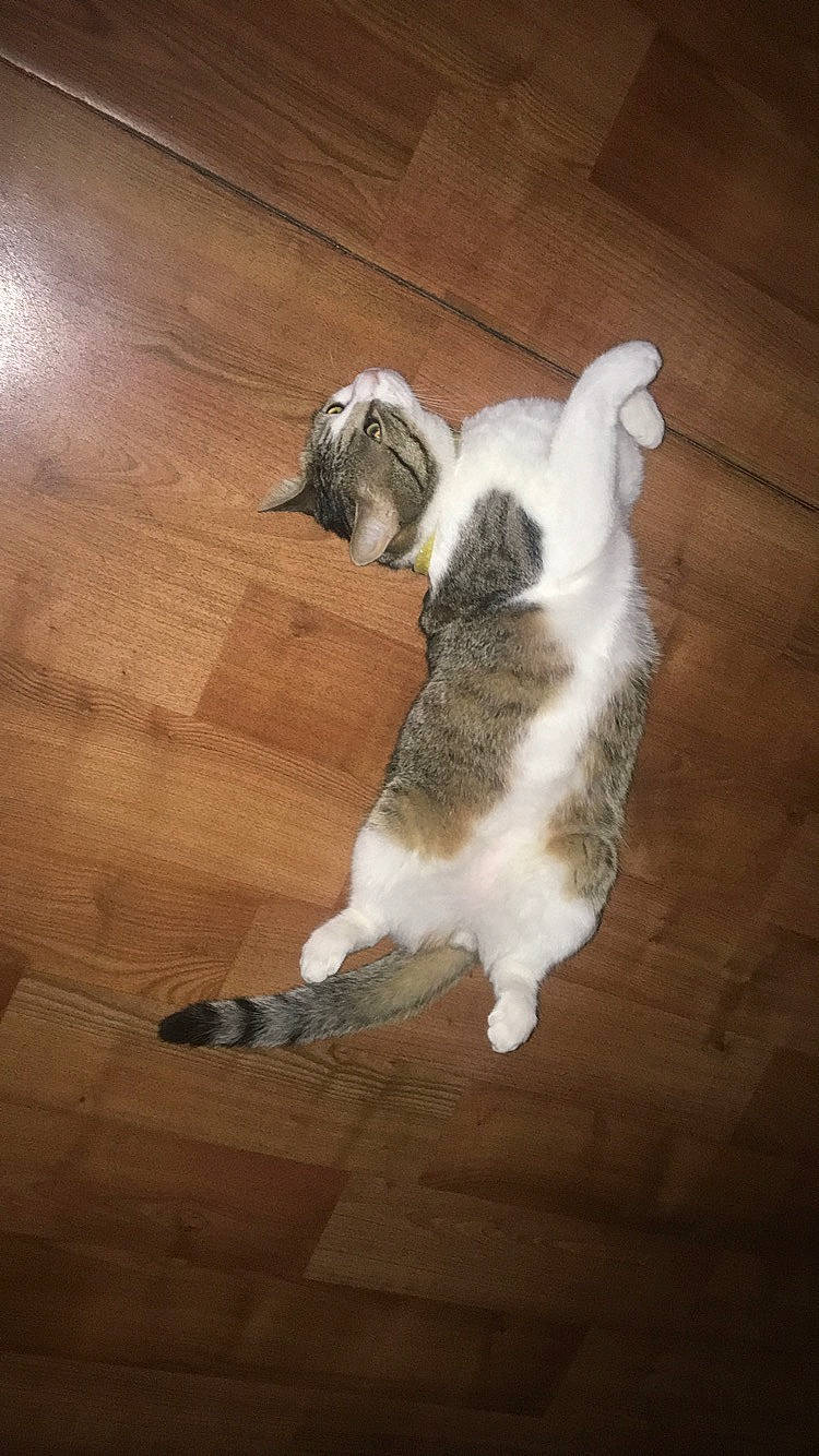 Simba participe au concours pour gagner de l'argent avec cette photo : canidae, carnivore, companion_dog, dog, dog_breed, fawn, floor, flooring, lhasa_apso, non_sporting_group, puppy, shih_tzu, sporting_group, tail, toy_dog