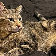 Cheetara joined the competition — help win amazing prizes! animal, black_background, cat, close_up, cute, domestic_cat, ears, eyes, feline, fur, indoor, lying_down, mammal, pet, portrait, relaxed, resting, striped, tabby, whiskers