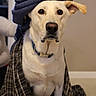 dog, canine, pet, towel, blanket, indoors, portrait, white_fur, brown_eyes, plaid, wrapped, sitting, closeup, domestic_animal, animal, looking_at_camera, cozy, fur, one_ear_up, calm
