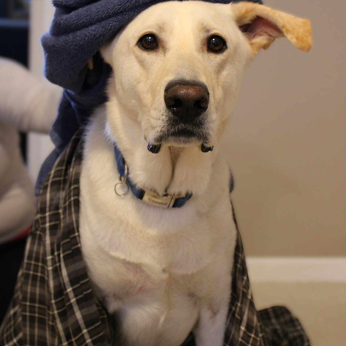 Cy