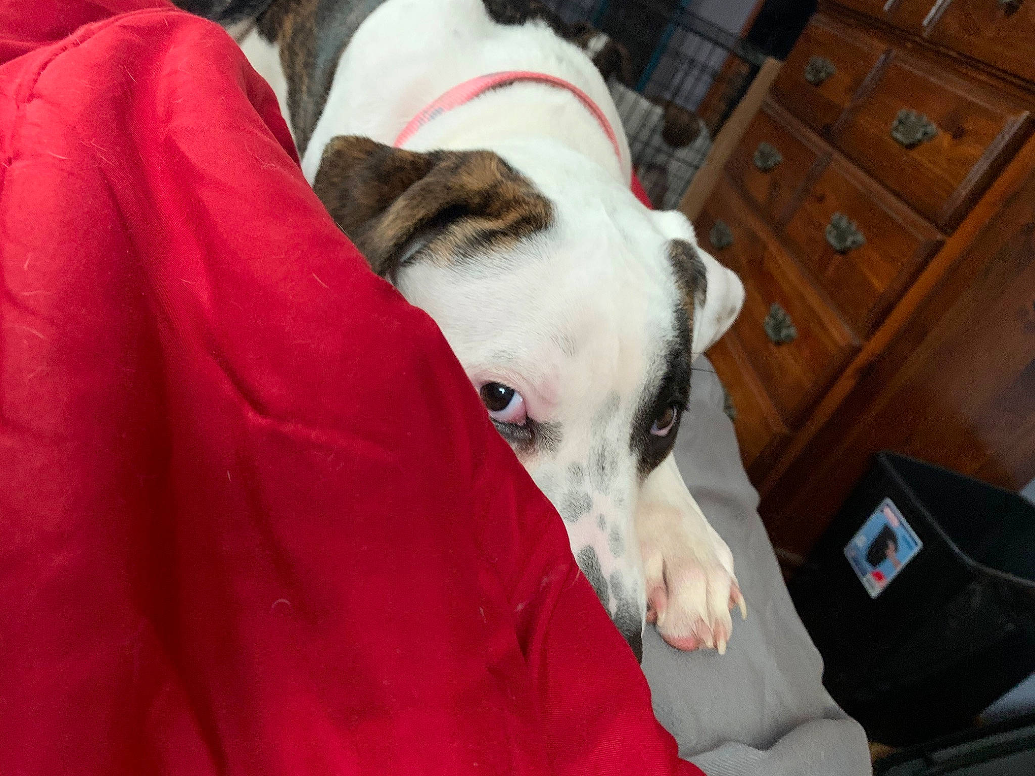 Bailey joined the competition — help win amazing prizes! canidae, carnivore, companion_dog, dog, dog_breed, galgo_espanol, greyhound, lurcher, magyar_agar, mammal, sloughi, snout, vertebrate, whippet