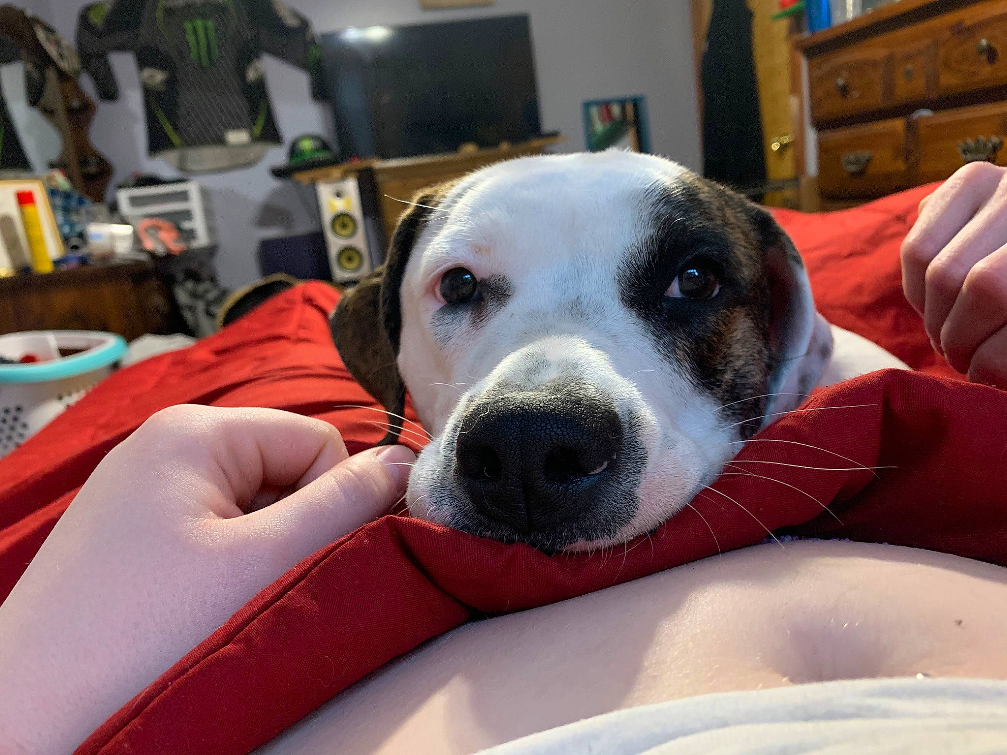 Bailey is registered to the contest to win money with this photo: american_bulldog, american_staffordshire_terrier, canidae, carnivore, companion_dog, dog, dog_breed, mammal, non_sporting_group, nose, pointer, puppy_love, snout, sporting_group, vertebrate, whiskers
