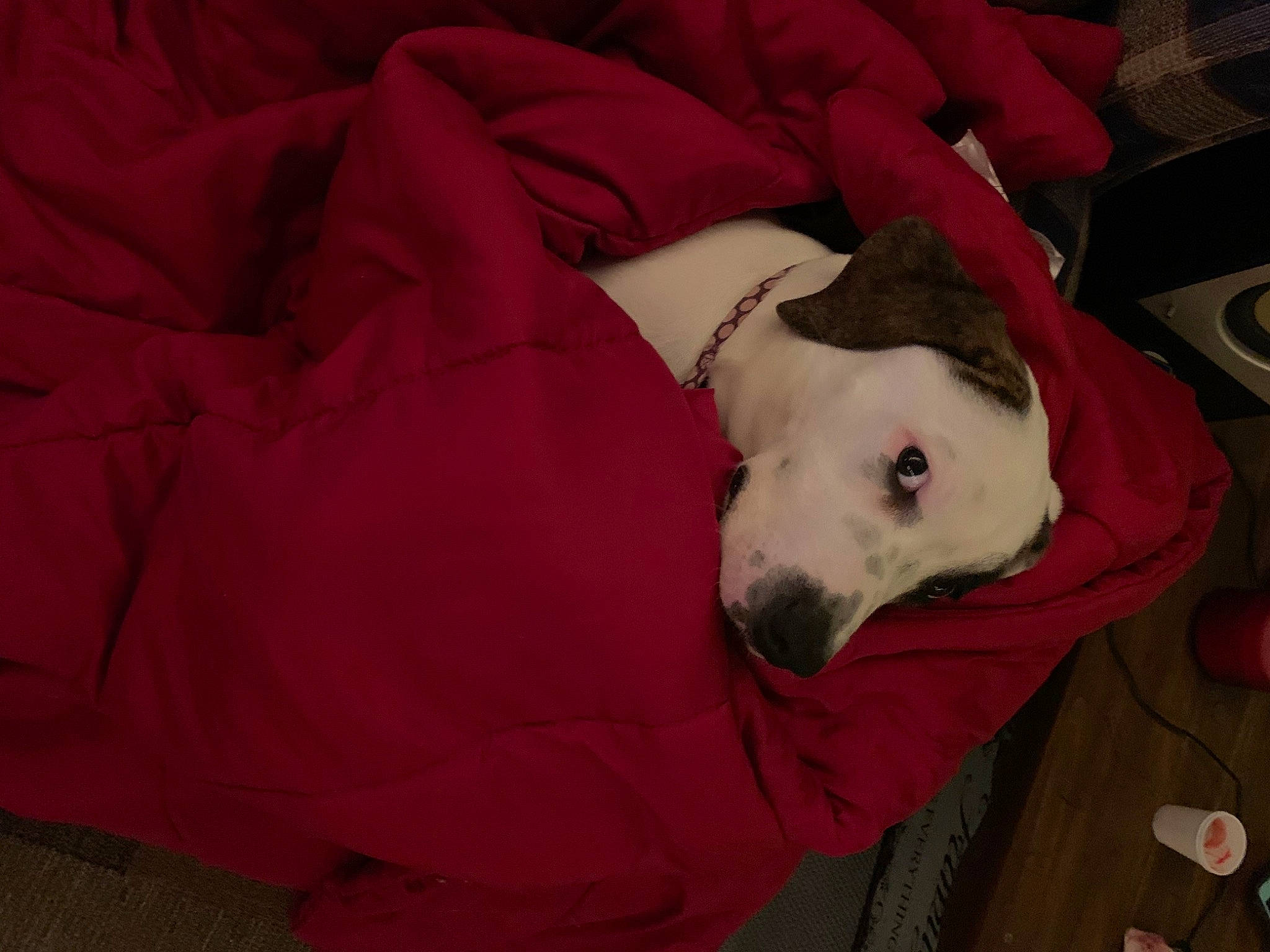 Bailey is registered to the contest to win money with this photo: bull_terrier_miniature, canidae, carnivore, companion_dog, dog, dog_breed, dogo_argentino, guard_dog, mammal, non_sporting_group, snout, vertebrate