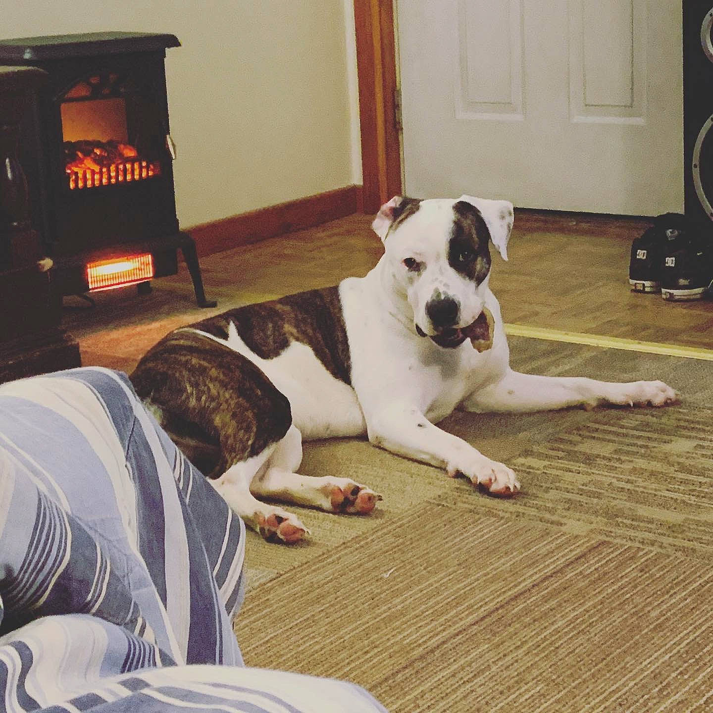 Bailey is registered to the contest to win money with this photo: american_bulldog, american_staffordshire_terrier, canidae, carnivore, companion_dog, dog, dog_breed, fawn, floor, flooring, hardwood, laminate_flooring, leg, mammal, non_sporting_group, puppy, sporting_group, valley_bulldog, wood, wood_flooring