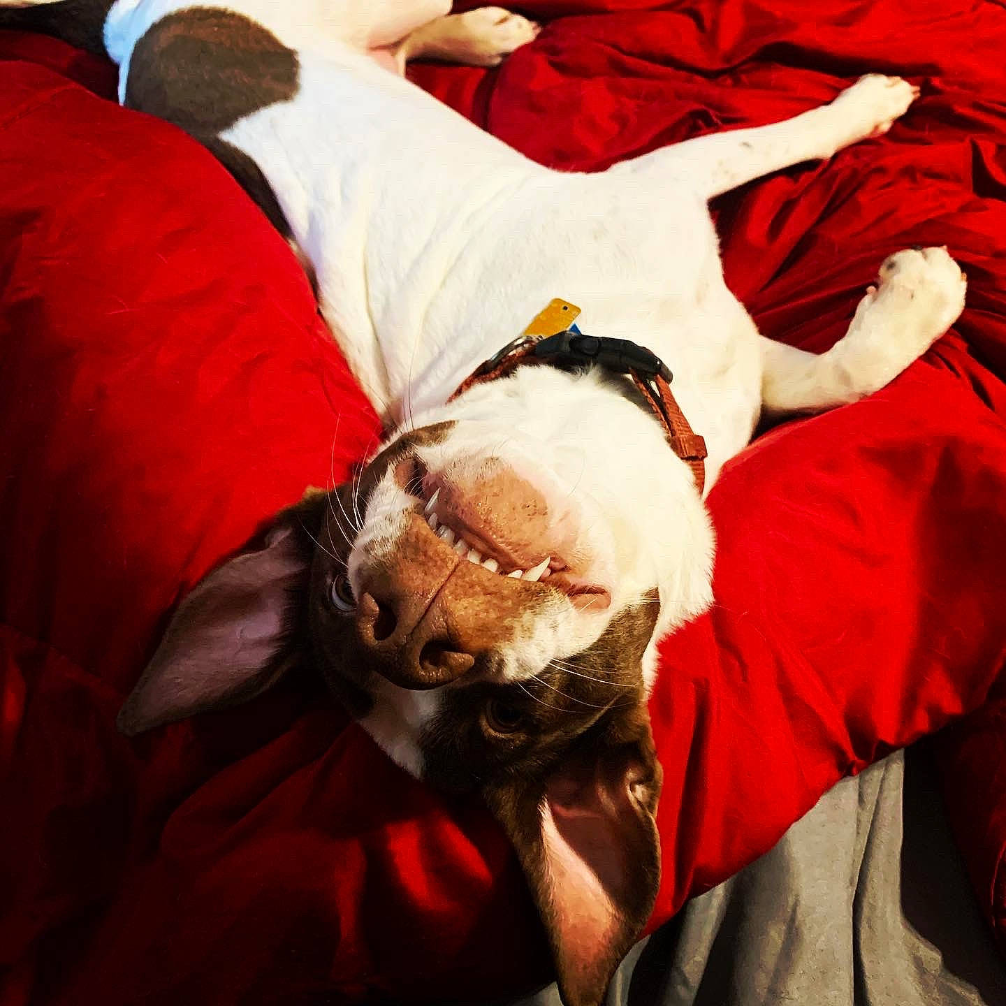 Bella joined the competition — help win amazing prizes! american_bulldog, boston_terrier, bulldog, canidae, carnivore, companion_dog, dog, dog_breed, fawn, nap, non_sporting_group, old_english_bulldog, olde_english_bulldogge, puppy, puppy_love, sporting_group