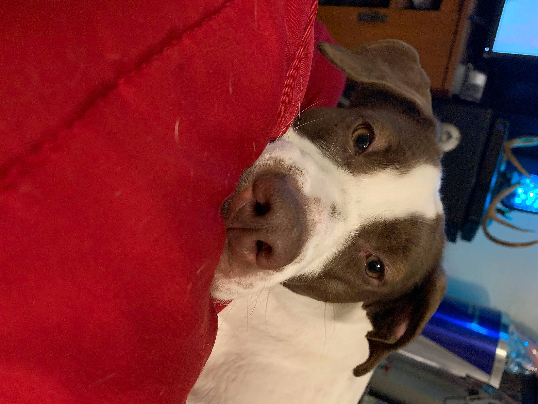 Bella joined the competition — help win amazing prizes! american_bulldog, american_pit_bull_terrier, american_staffordshire_terrier, canidae, carnivore, dog, dog_breed, ear, fawn, head, jaw, mammal, non_sporting_group, nose, pit_bull, snout, valley_bulldog, vertebrate, whiskers