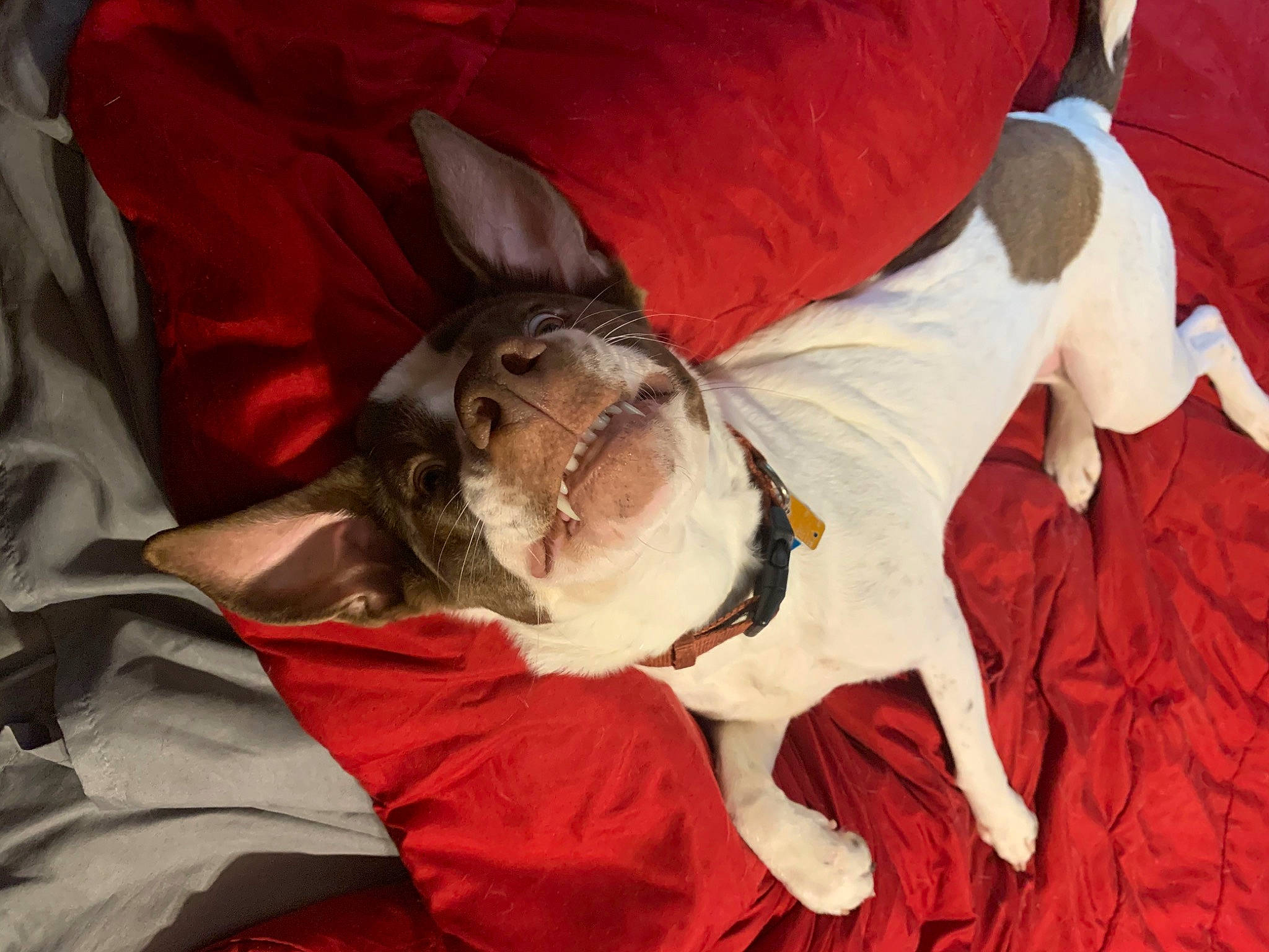 Bella is registered to the contest to win money with this photo: canidae, carnivore, companion_dog, dog, dog_breed, fawn, nap, non_sporting_group, sporting_group