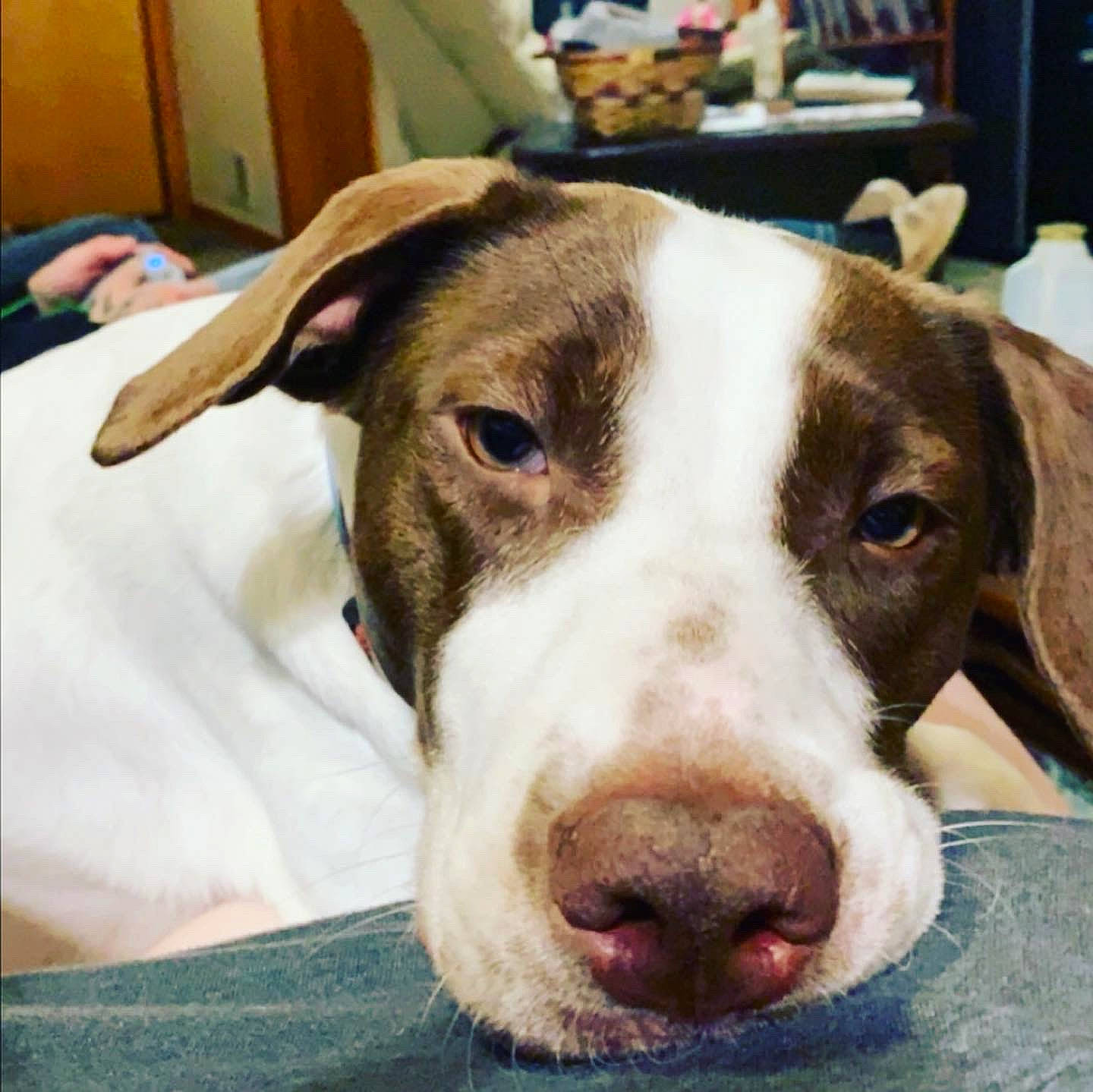 Bella joined the competition — help win amazing prizes! braque_francais, canidae, carnivore, dog, dog_breed, ear, head, jaw, mammal, non_sporting_group, nose, pit_bull, pointer, snout, sporting_group, vertebrate, whiskers