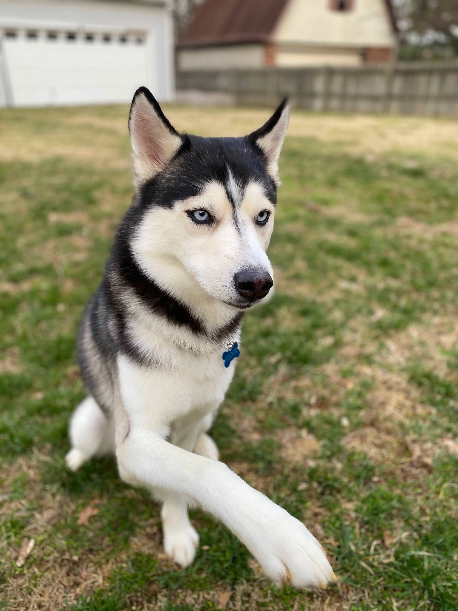 Kookie joined the competition — help win amazing prizes! alaskan_klee_kai, alaskan_malamute, canadian_eskimo_dog, canidae, carnivore, dog, dog_breed, east_siberian_laika, mammal, miniature_siberian_husky, native_american_indian_dog, northern_inuit_dog, sakhalin_husky, seppala_siberian_sleddog, siberian_husky, sled_dog, snout, tamaskan_dog, vertebrate, wolfdog