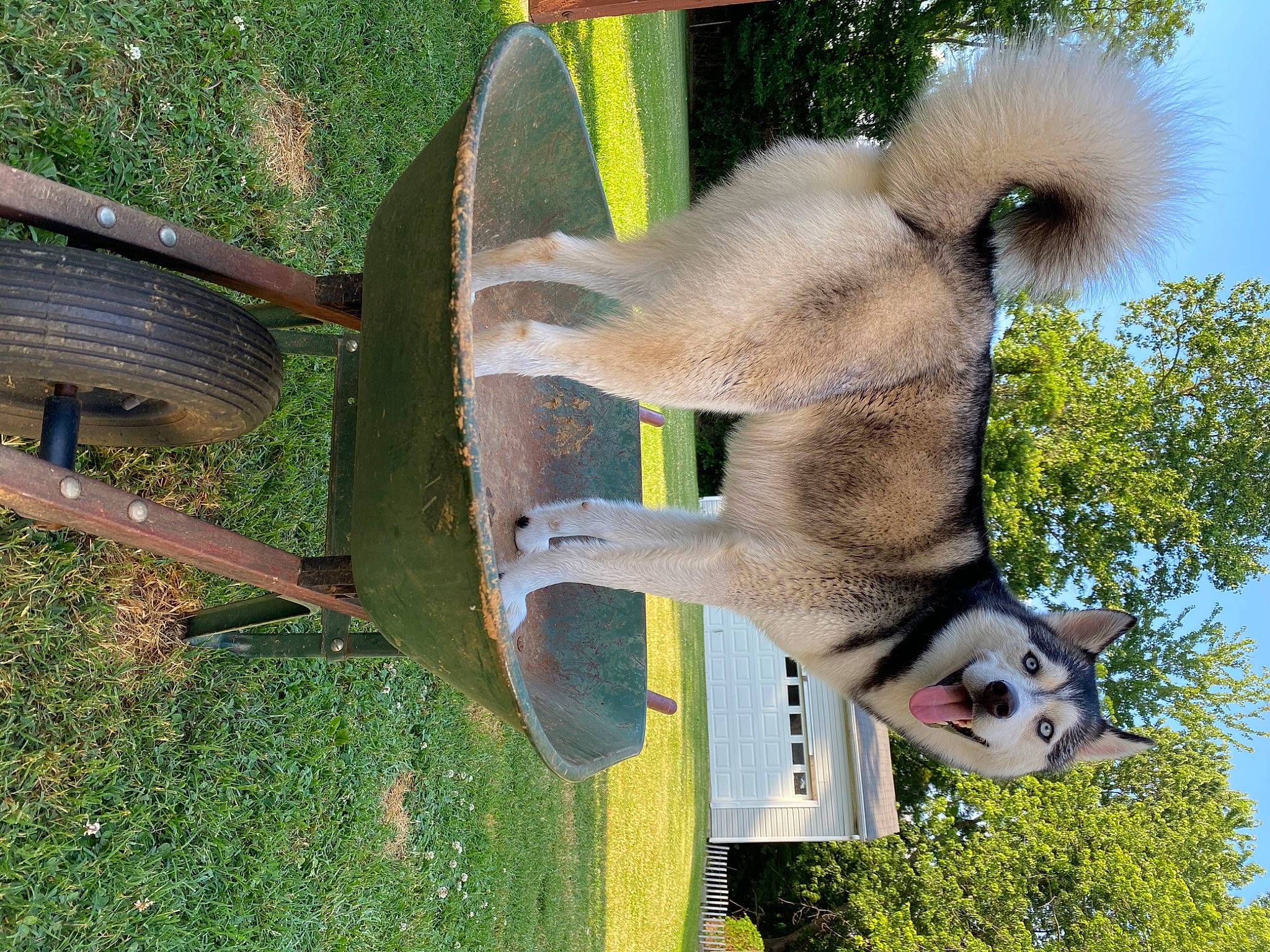 Kookie joined the competition — help win amazing prizes! akita, canidae, carnivore, companion_dog, dog, fawn, mammal, tail, vertebrate