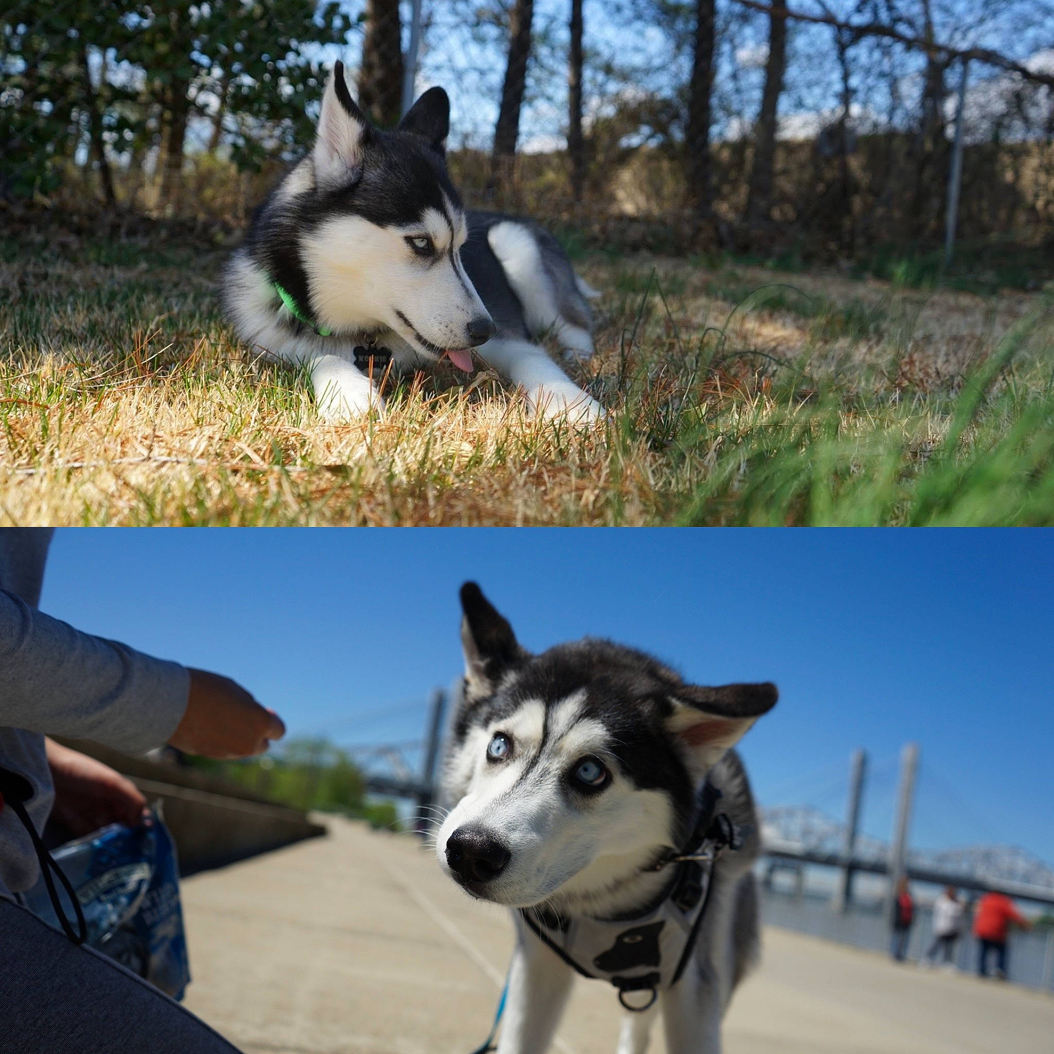 Kookie joined the competition — help win amazing prizes! alaskan_klee_kai, alaskan_malamute, canadian_eskimo_dog, canidae, carnivore, dog, dog_breed, east_siberian_laika, mammal, native_american_indian_dog, northern_inuit_dog, sakhalin_husky, seppala_siberian_sleddog, siberian_husky, sled_dog, snout, tamaskan_dog, vertebrate, wolfdog, working_dog