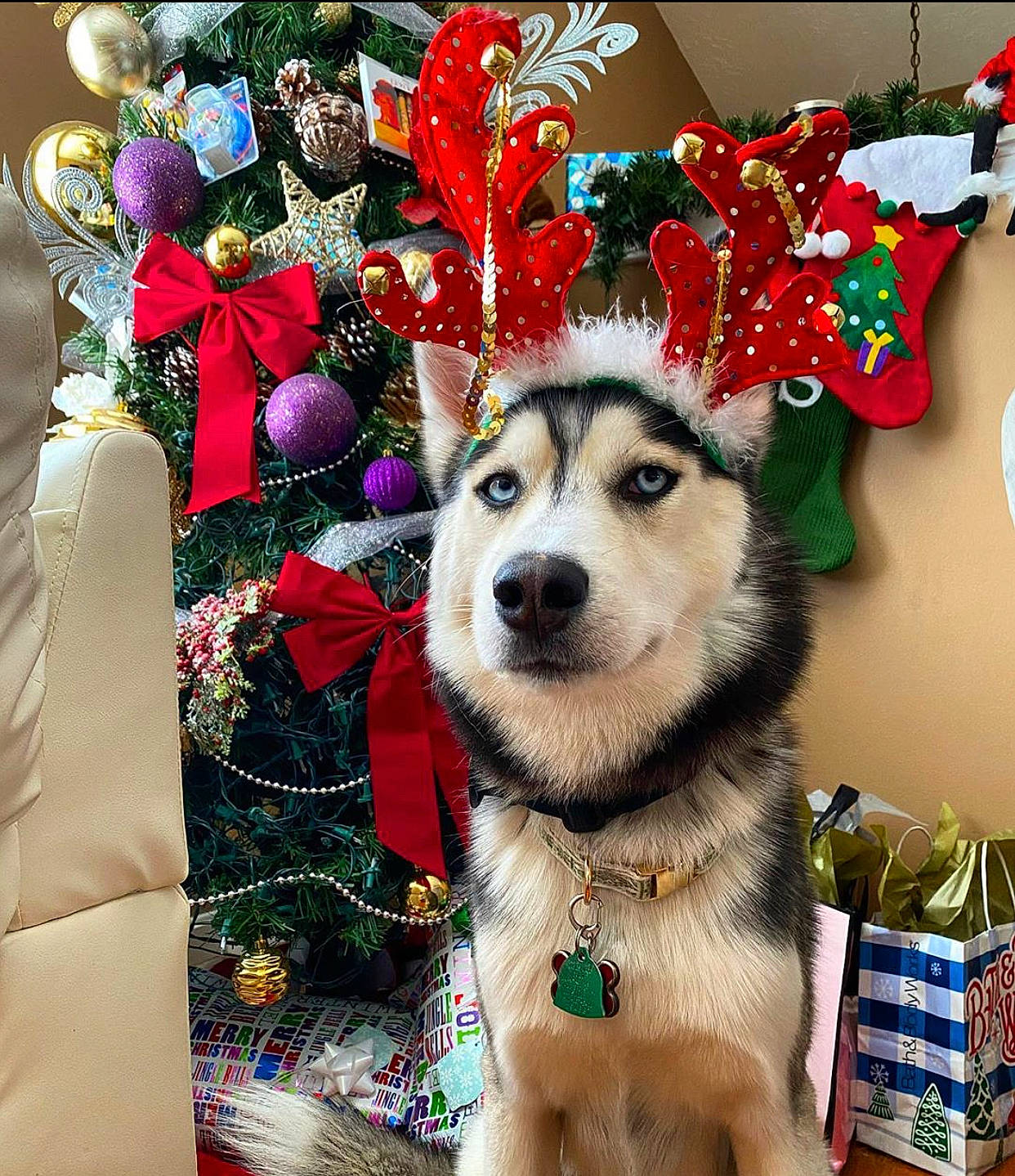 Kookie joined the competition — help win amazing prizes! alaskan_malamute, canidae, canis, carnivore, christmas, christmas_eve, christmas_tree, dog, dog_breed, event, mammal, northern_inuit_dog, rare_breed_dog, sakhalin_husky, siberian_husky, sled_dog, snout, tree, wolfdog, working_dog