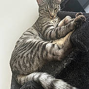 Ren participe au concours pour gagner de l'argent avec cette photo : animal, cat, chair, close_up, cozy, ears, eyes, feline, furniture, indoor, lounging, paws, pet, portrait, sitting, sleepy, striped_fur, tabby, tail, whiskers