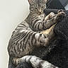 animal, cat, chair, close_up, cozy, ears, eyes, feline, furniture, indoor, lounging, paws, pet, portrait, sitting, sleepy, striped_fur, tabby, tail, whiskers