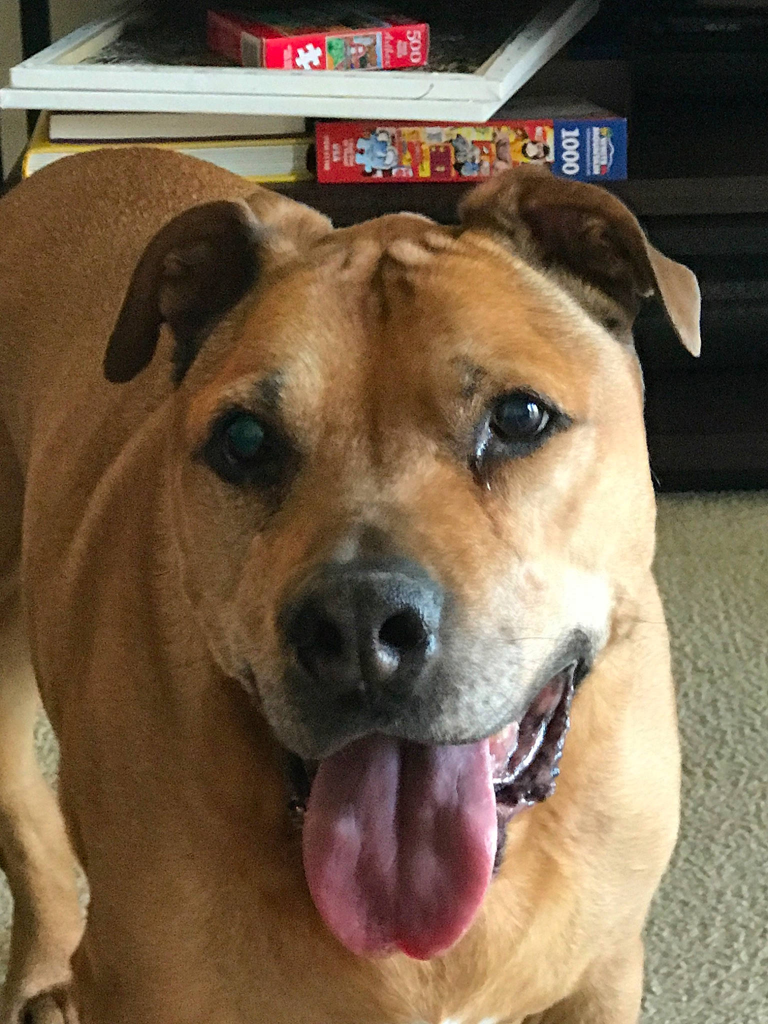 Buddy is registered to the contest to win money with this photo: american_pit_bull_terrier, beagador, black_mouth_cur, canidae, carnivore, dog, dog_breed, eye, fawn, mammal, mountain_cur, non_sporting_group, nose, potcake_dog, rare_breed_dog, snout, sporting_group, staffordshire_bull_terrier, vertebrate, whiskers