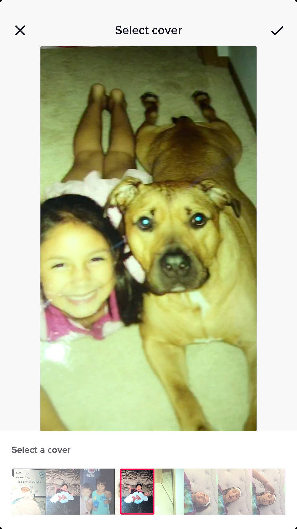 Buddy joined the competition — help win amazing prizes! american_pit_bull_terrier, boerboel, canidae, carnivore, companion_dog, dog, dog_breed, fawn, mammal, non_sporting_group, pit_bull, puppy, puppy_love, selfie, shar_pei, sporting_group