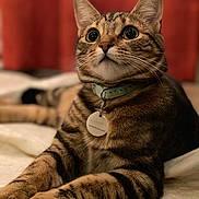 Birdie is registered to the contest to win money with this photo: cat, tabby, pet, collar, tag, bed, indoor, feline, whiskers, closeup, portrait, curious, relaxed, paws, fur, animal, domestic, eyes, striped, cozy