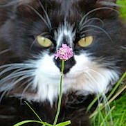 Pichtou participe au concours pour gagner de l'argent avec cette photo :