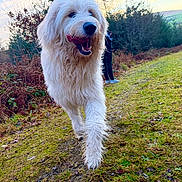 Skye is registered to the contest to win money with this photo: dog, white_dog, fluffy_dog, outdoors, path, walking, tongue_out, happy, grass, brambles, person, shoe, countryside, closeup, fur, paw, trees, hedge, sky, trail