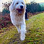 dog, white_dog, fluffy_dog, outdoors, path, walking, tongue_out, happy, grass, brambles, person, shoe, countryside, closeup, fur, paw, trees, hedge, sky, trail
