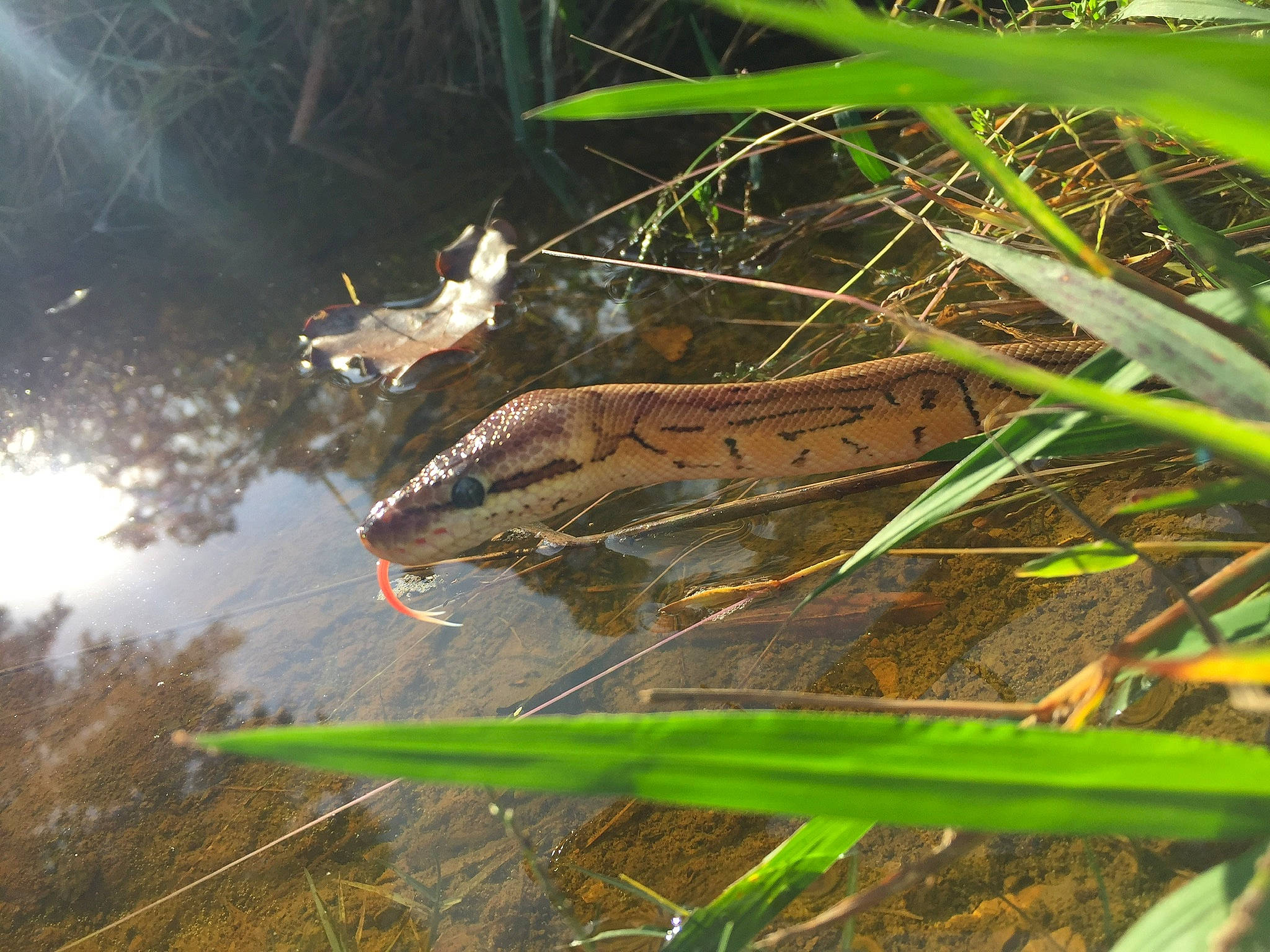 Jupiter is registered to the contest to win money with this photo: amphibian, aquatic_plant, grass, leaf, organism, plant, reptile, wildlife