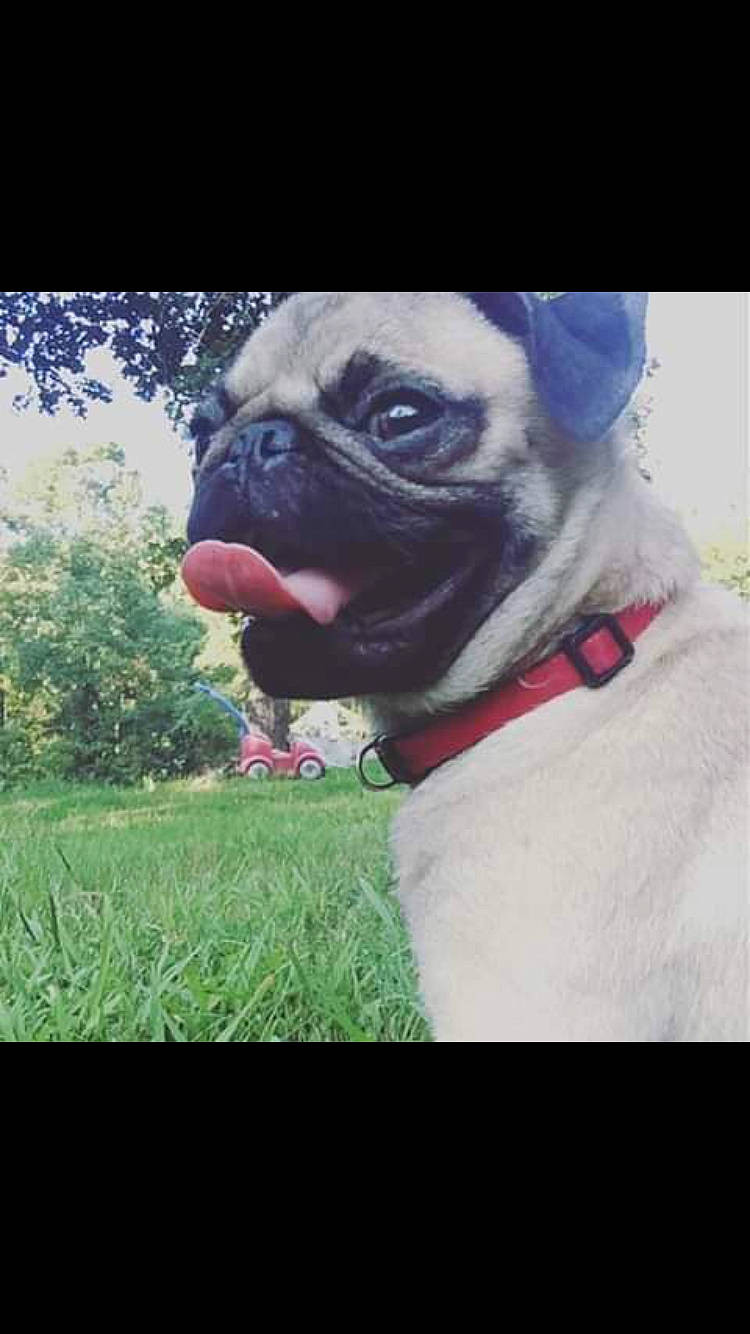 Mocha is registered to the contest to win money with this photo: canidae, carnivore, companion_dog, dog, dog_breed, dog_clothes, dog_collar, fawn, grass, mammal, photography, pug, puppy, snout, toy_dog