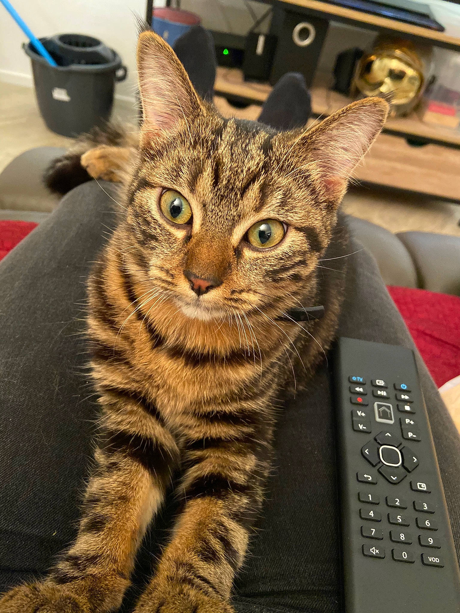 Plume participe au concours pour gagner de l'argent avec cette photo : american_shorthair, asian, california_spangled, carnivore, cat, domestic_short_haired_cat, dragon_li, egyptian_mau, european_shorthair, eye, felidae, mammal, ocicat, pixie_bob, small_to_medium_sized_cats, snout, tabby_cat, technology, toyger, whiskers