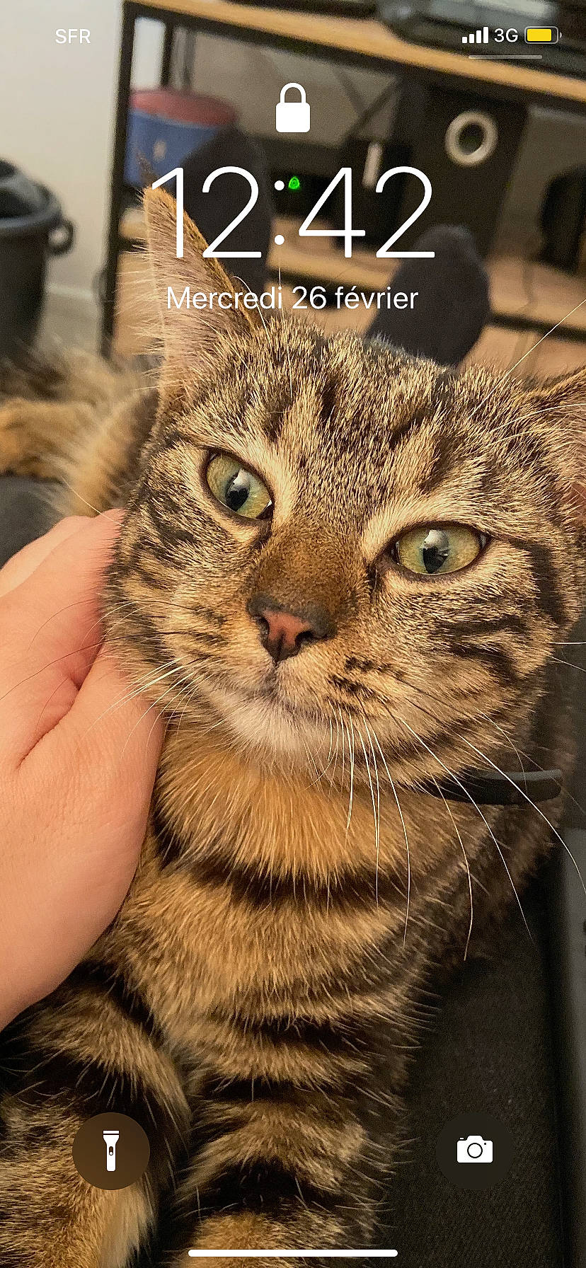 Plume participe au concours pour gagner de l'argent avec cette photo : american_bobtail, american_shorthair, asian, california_spangled, carnivore, cat, domestic_short_haired_cat, dragon_li, european_shorthair, felidae, mammal, pixie_bob, small_to_medium_sized_cats, snout, sokoke, tabby_cat, toyger, vertebrate, whiskers, wild_cat